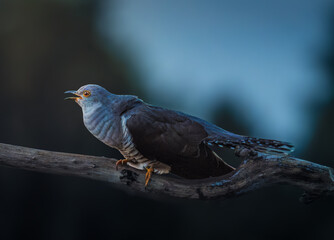 Fototapeta premium Common Cuckoo perches on a bare tree branch with its beak open in a calling pose against a dark background
