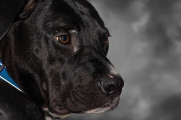 Obraz premium retrato de Staffordshire Bull Terrier con un fondo marrón