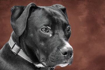 Obraz premium retrato de Staffordshire Bull Terrier con un fondo marrón