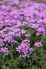 Obraz premium Vibrant field of pink flowers with delicate petals and green foliage, showcasing a natural landscape filled with blooming flora in a sunny outdoor setting