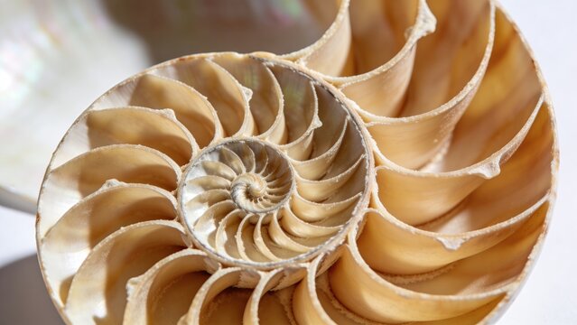 Perfect cross section of a nautilus shell showing the Fibonacci golden spiral and pearlescent interior