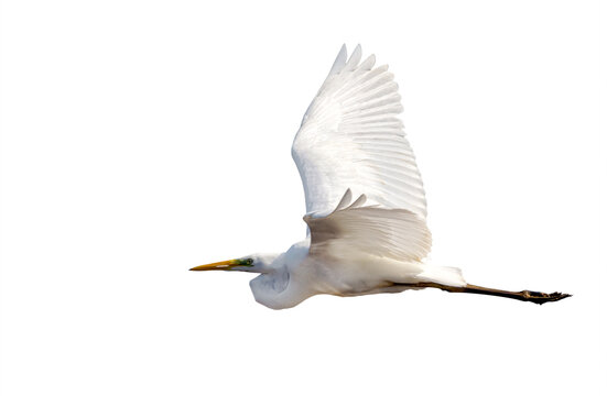 pure white isolate heron in flight