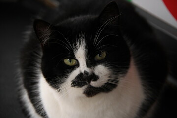 black and white cat © Ivan