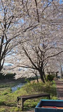 Stunning Sakura Trees and Park Bench in Springtime Landscape