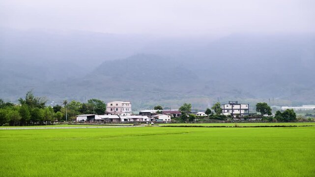 A scenic view of lush green rice paddies in Chishang, Taitung, Taiwan, during a misty dusk with rural houses and mountains in the background.
