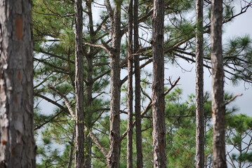 Fototapeta premium Vertical pattern of slash pine tree trunks in a Florida forest.