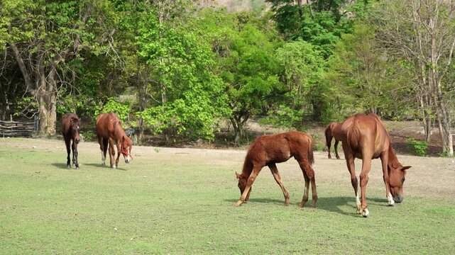 A brown mare and her young foal grazing together on a green pasture with a natural forest background in soft daylight.