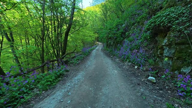 Narrow gravel path winds through lush green forest. The Iron Gates (Djerdap Gorge), Serbia, Balkan