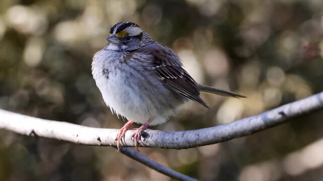 white throated sparrow