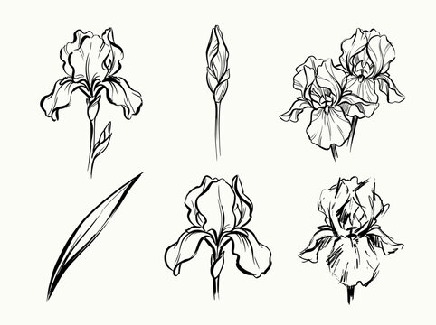 Iris flower line art collection, hand drawn purple floral doodles, minimalist spring blossom illustration on white background