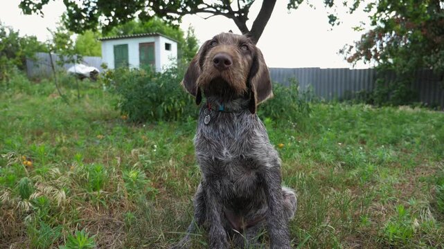 Portrait of cute brown drahthaar puppy sitting on grass at garden. Pretty german wirehaired pointer dog looking into camera outdoor. Beautiful pedigree doggy walking on green lawn. Slow motion
