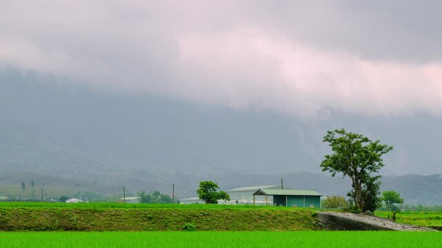 A scenic view of lush green rice paddies in Chishang, Taitung, Taiwan, during a cloudy dusk with mountains in the background.