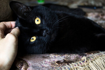 Human hand petting a sleek black domestic cat resting on a sofa. © Julia