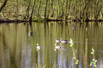 Die Gänse ziehen ihre stillen Bahnen durch das Wasser, Zwischen den Spiegelungen der Bäume wirkt der See wie ein aufgeschlagenes Märchenbuch, in dem jede kleine Welle eine neue Zeile schreibt. © remo_welt