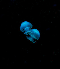 meduza azul © Ana