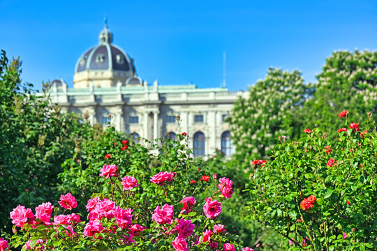 Pink roses in Volksgarten park with Natural History Museum dome in Vienna