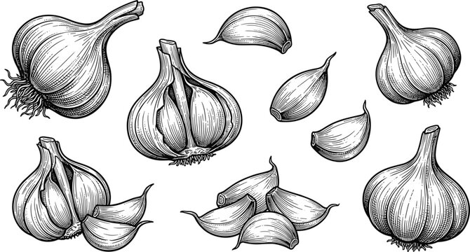 Set of vintage hand drawn garlic bulbs and cloves engraved style illustration for organic food market and culinary design
