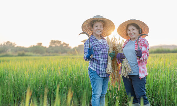 portrait happy asian female farmers hands holding harvested rice,posing to camera while working in paddy field together in the evening sun,rice agriculture,harvesting season