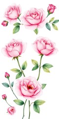 Fototapeta premium Delicate pink rose flower set watercolor hand drawn illustration isolated on white background, subtle, nature-inspired