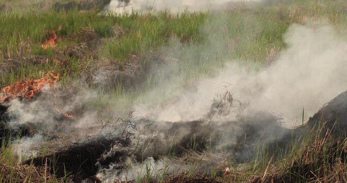 Agricultural field burning producing heavy smoke and air pollution, representing PM2.5 crisis, fire, environmental damage, climate change impact, global warming, and ecological concern