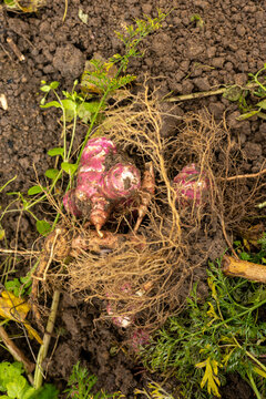 Jerusalem artichokes harvested in an organic portager
