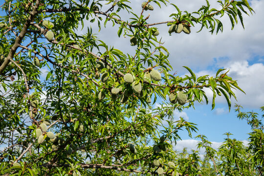 Green almonds growing on almond tree branch in orchard under blue sky