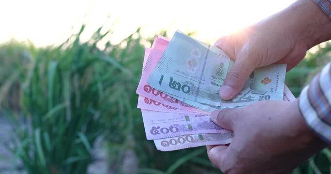 Hands holding Thai banknotes in front of a rice field, money, cash, symbolizing farm income, rural finance, and the agricultural economy