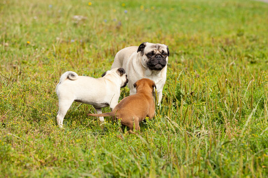 cute bastard malinois puppy and bullmastiff playing with pug puppy