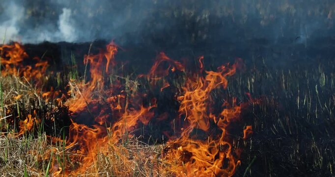 Rice straw burning in post harvest fields to prepare farmland, Thick smoke and air pollution, Grassland fire with intense flames and smoke, Climate rural landscape burning, illustrating wildfire risk
