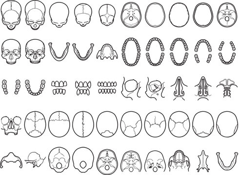 An anatomical illustration of a human skull, displaying the intricate and detailed structure of the cranium and facial bones in a meticulously drawn monochrome outline.