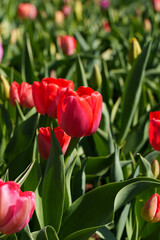 Naklejka premium Cup-shaped tulips blooming in a flowerbed under the bright sun in early spring. Red and purple flowers against a background of other tulips with a bokeh effect. Close-up for background use.