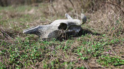 An old cow skull covered in moss, a petrified bull skull on a clearing in the forest. © ShiroOni