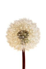Fototapeta premium Macro closeup dandelion seed head structure botanical dispersal pattern