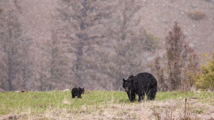 American Black Bear Mother and Cub in Mountain Meadow During Spring Snowstorm © Banu