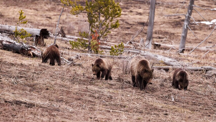 Grizzly Bear Mother with Cubs Foraging in Yellowstone Burned Forest Habitat © Banu
