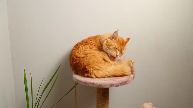 Сute feline cat licking itself fur cozy lying on a scratching post near pots with green flowers in room interior and looking fun.  Closeup portrait in home indoors.	

