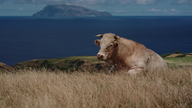 Cinematic Portrait of a Bull Resting on a Hill with Corvo Island on the Horizon, Flores Island, Azores
