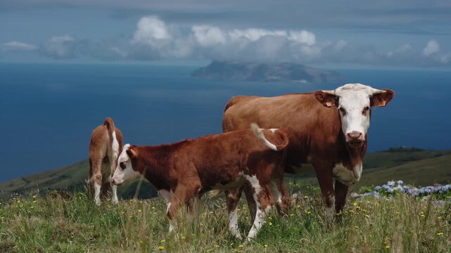Cinematic Shot of Cows and Calves Grazing on a Green Meadow with Corvo Island on the Horizon, Flores Island, Azores