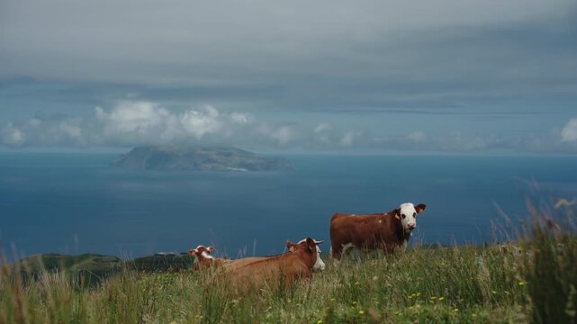 Cinematic Landscape of Grazing Cows on a Grassy Hill Overlooking Corvo Island in the Distance, Flores Island, Azores