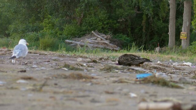 A turkey vulture eating carrion fish washed up on the north shore of the Lake Erie, at Leamington, Ontario Canada. The beach littered with garbage and several large dead fish. A seagull looks on.