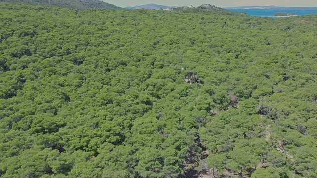 Aerial drone footage of mediterranean pine forest, island Vrgada