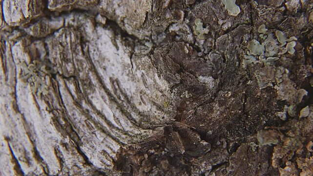 Macro Rotation of Birch Tree Surface Texture.