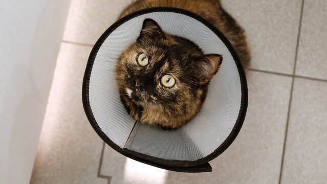 Cute cat wearing an Elizabethan collar sitting on floor looking at camera. Pet recovering at home in bathroom. Veterinary health care concept. The cone of shame. Animal fear.