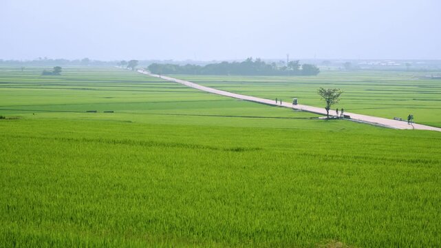 A wide view of lush green rice paddies at Brown Boulevard in Chishang, Taiwan, during a peaceful golden hour with people cycling on the road.