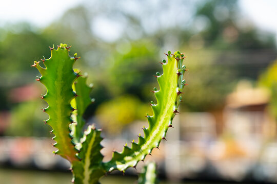 Succulent plant branches, Tropical green cactus background with creamy bokeh.