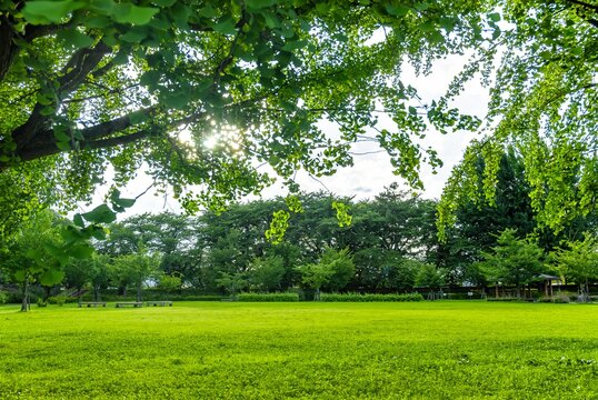 山形市 霞城公園（山形城跡）の広大な芝生広場と、木漏れ日に輝く夏の瑞々しい新緑/Vast Lawn and Summer Greenery Glowing in Sunlight at Kajo Park in Yamagata City