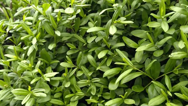 Full frame green leaves texture swaying in wind. Green bush leaves background in motion. Natural wallpaper for eco branding, healthcare, gardening or environmental conservation content.