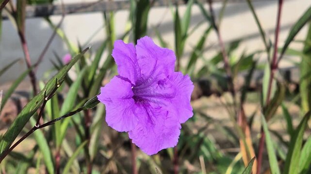 Beautiful Purple Mexican Petunia Flower Swaying in the Wind - Ruellia Simplex Blooming in Garden