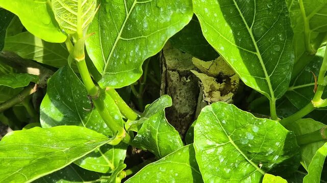 Close Up of Fresh Green Leaves with Water Droplets in Bright Sunlight - Tropical Plant Background