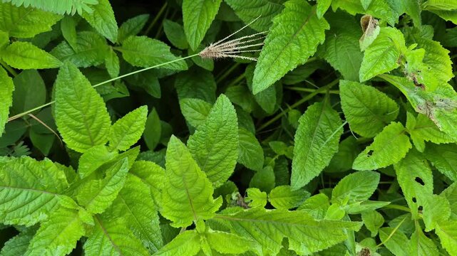 Lush Green Leaves of Stachytarpheta Jamaicensis and Mimosa Pudica in Tropical Nature Garden